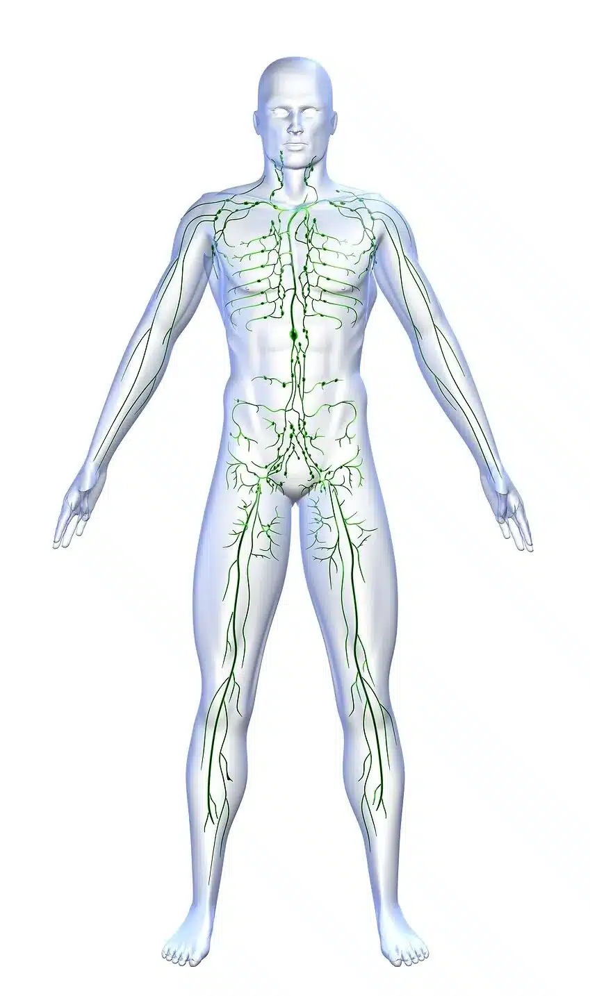 Schema zum Lymphsystem